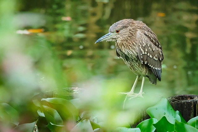 juvenile