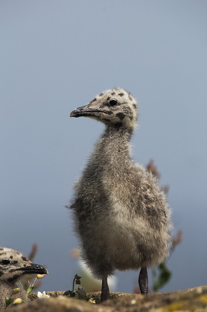 juvenile