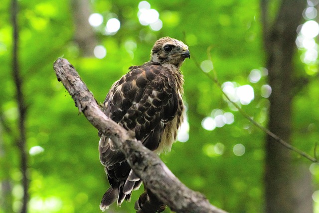 juvenile