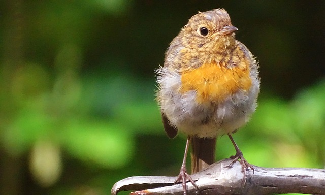 juvenile