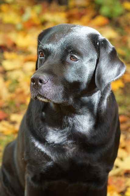 lab