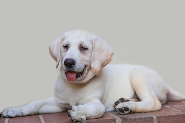 lab