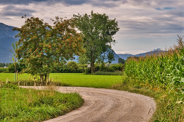 Lane