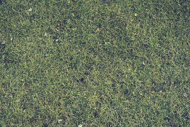lawn-care-640x480-43373229.jpeg