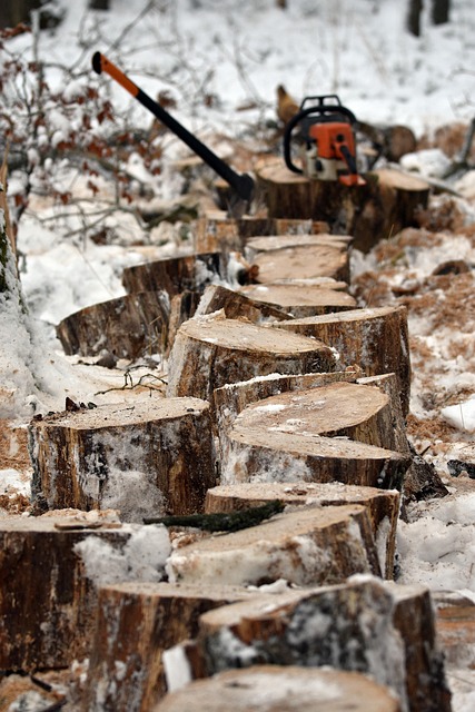 logging