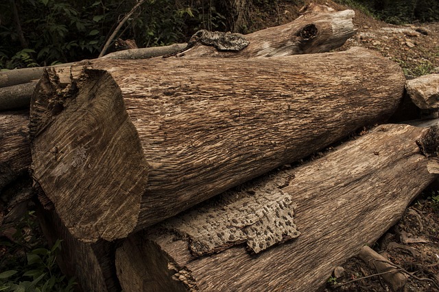 logging-640x480-2391569.jpeg
