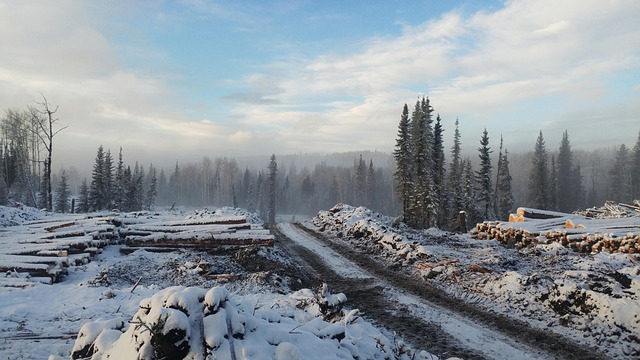 logging