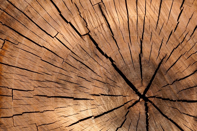 logging-640x480-38883987.jpeg