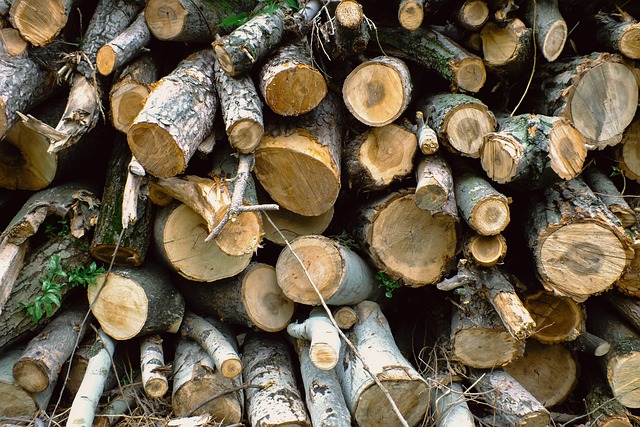 logging-640x480-40007399.jpeg