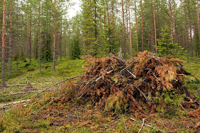logging