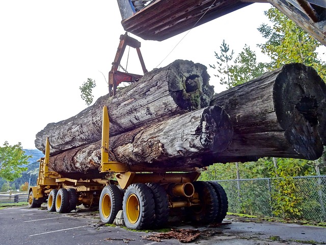 logging