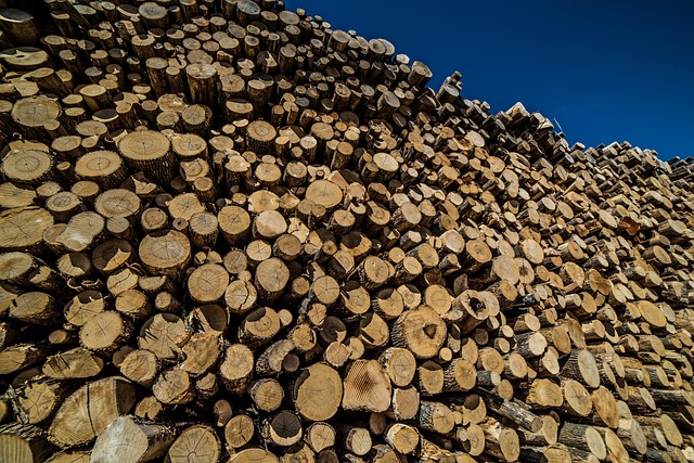 logging-640x480-49584219.jpeg