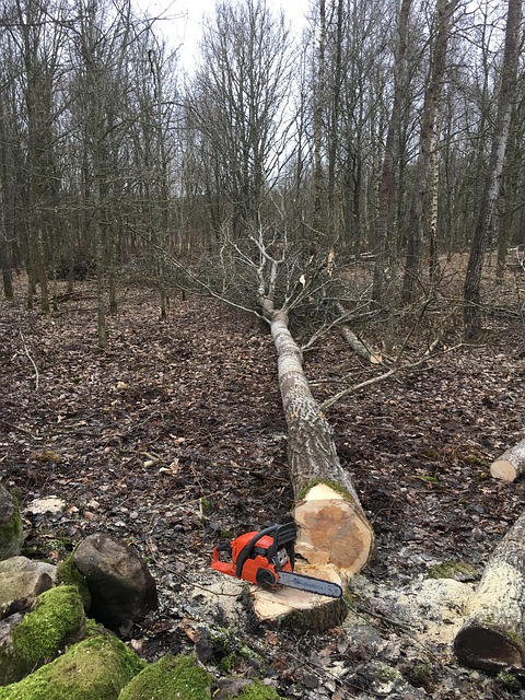 logging