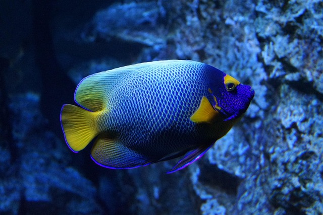 marine-640x480-38988482.jpeg