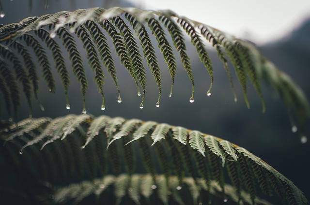 moisture-640x480-87427260.jpeg