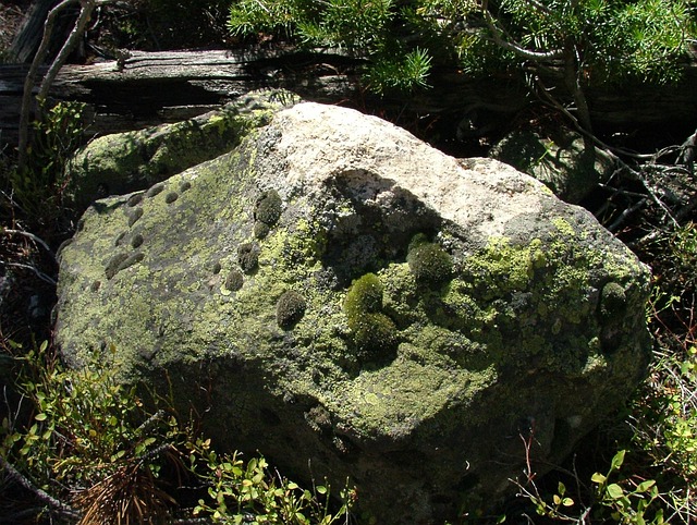 mold