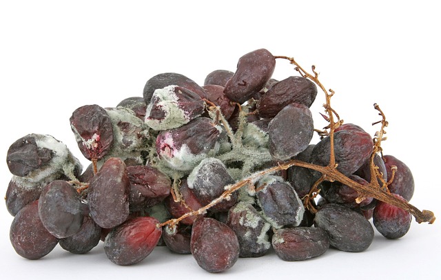 mold-640x480-44386436.jpeg