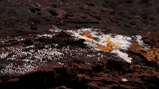 mold
