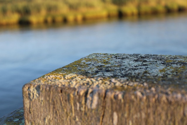 mold