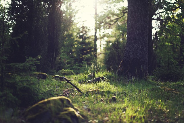 nature