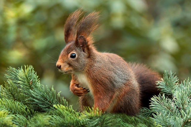 nature-640x480-61009561.jpeg