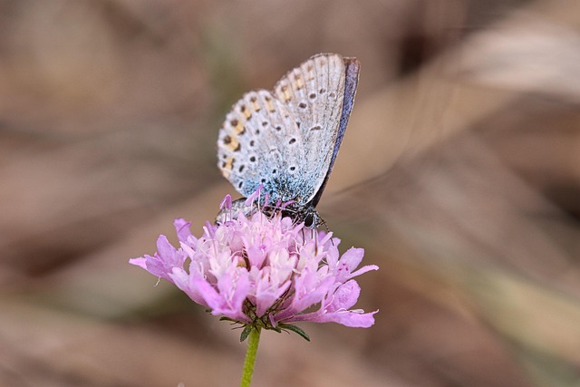 nature-640x480-62889056.jpeg