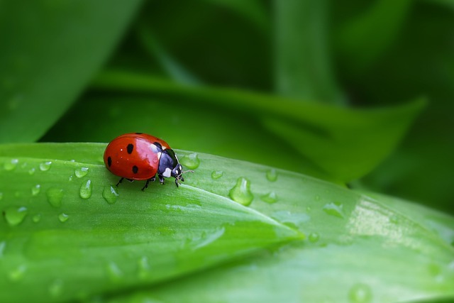 nature