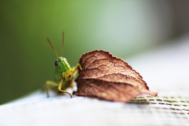 nature