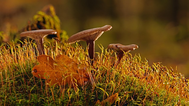 nature