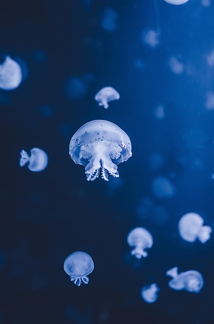 ocean