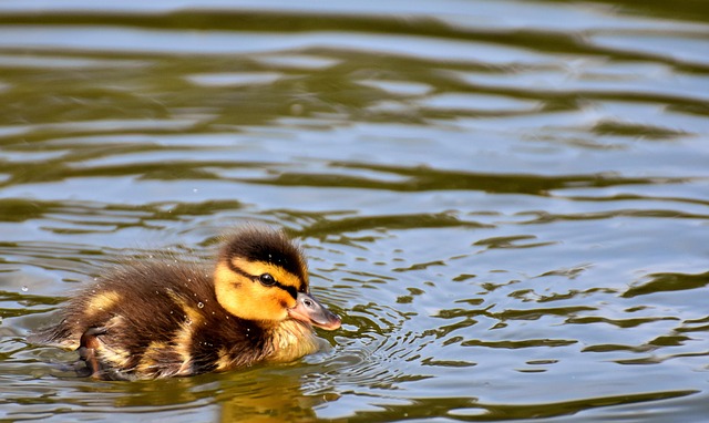 Oregon Ducks