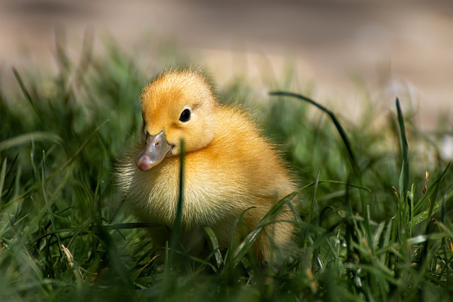 Oregon Ducks