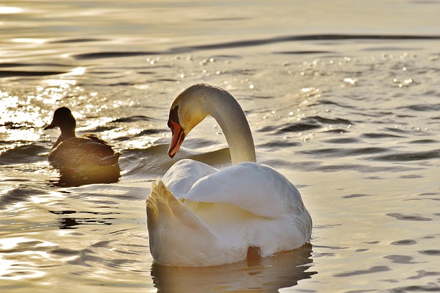 Oregon Ducks