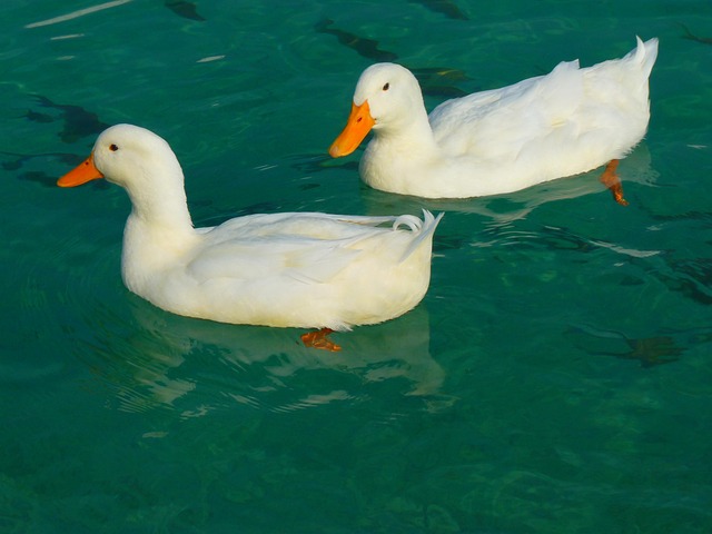 Oregon Ducks