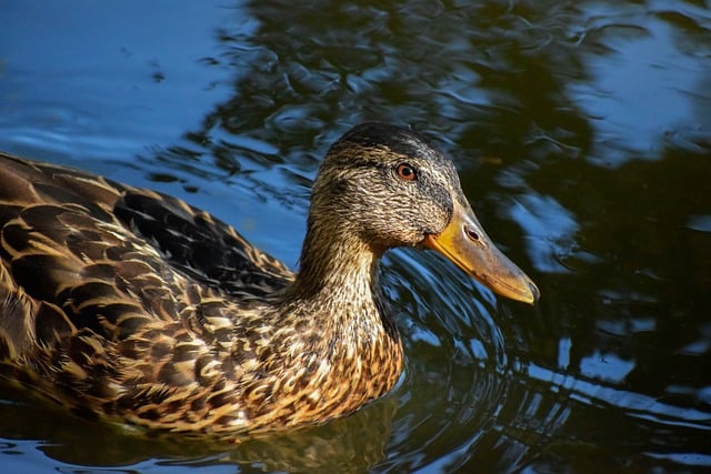 Oregon Ducks