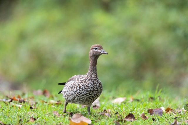 Oregon Ducks