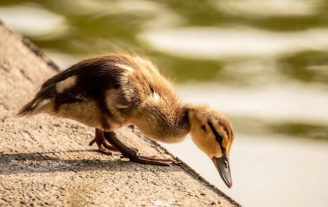 Oregon Ducks