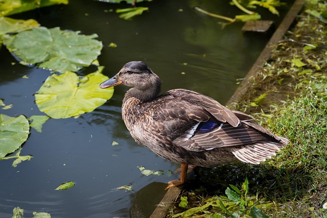 Oregon Ducks