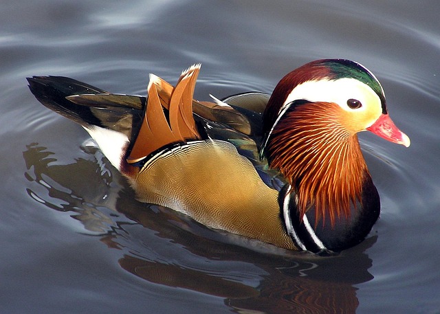 Oregon Ducks