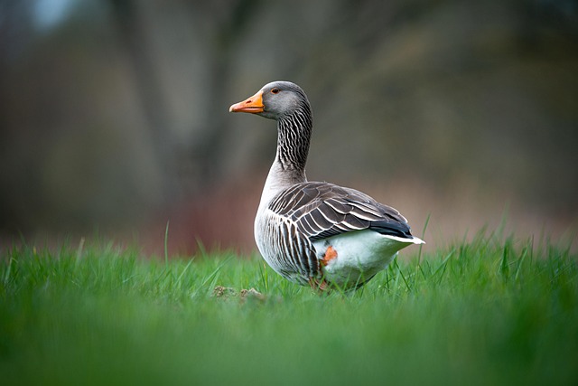 Oregon Ducks