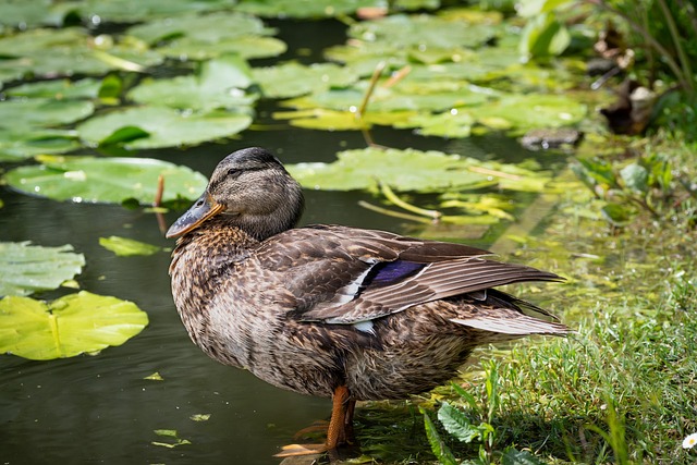 Oregon Ducks