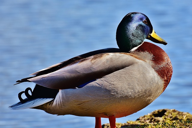 Oregon Ducks