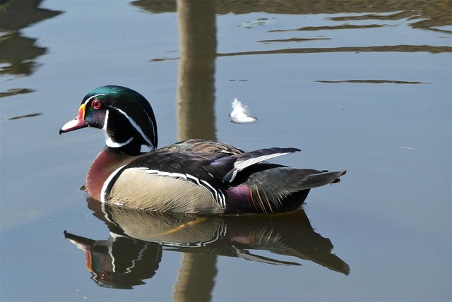 Oregon Ducks