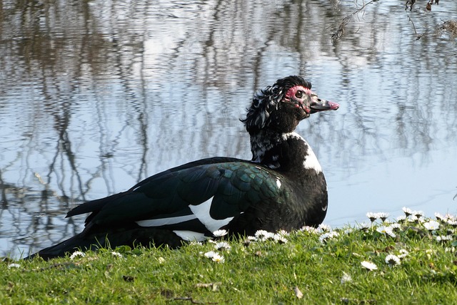 Oregon Ducks
