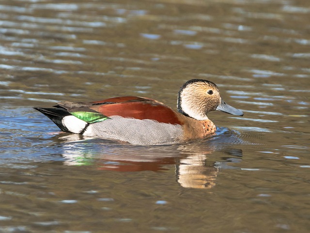paddling-640x480-30624924.jpeg