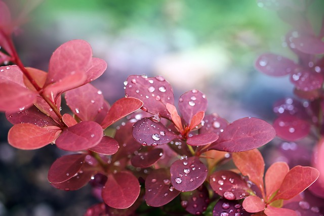 rain