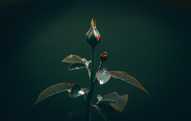 rain