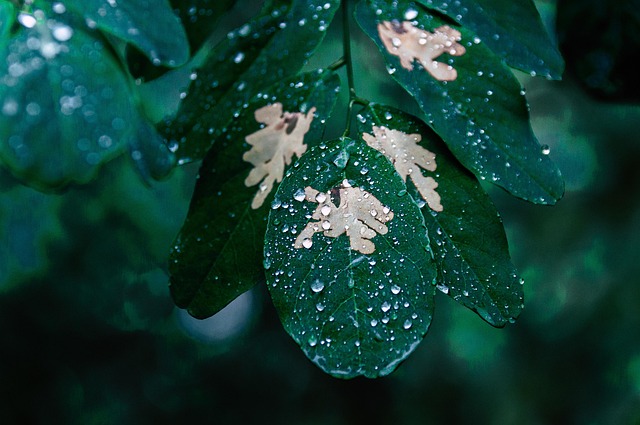 rain