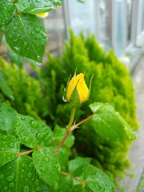 rainwater