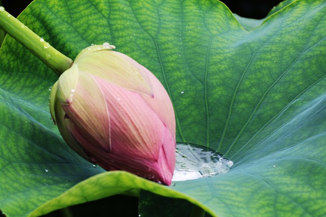 rainwater-640x480-64767306.jpeg